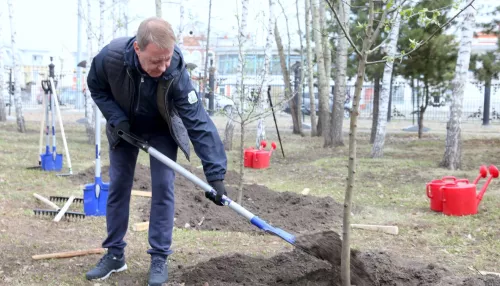 Мэр Барнаула Вячеслав Франк принял участие в субботнике и высадил яблони