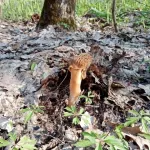 В Алтайском крае в конце апреля появились первые грибы