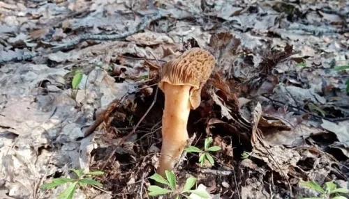 В Алтайском крае в конце апреля появились первые грибы