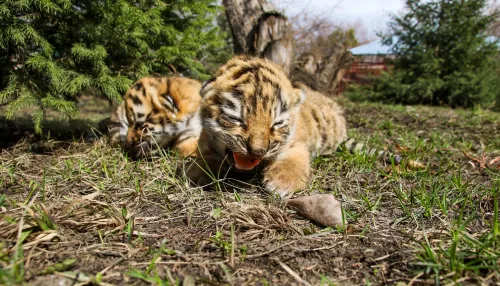 Осторожно: милота. В Барнаульском зоопарке показали пушистых маленьких питомцев