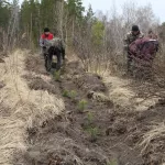 В районе Алтайского края высадили почти 4 тысячи молодых сосен