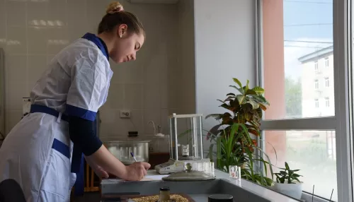 В лабораториях АлтГТУ проводят исследования пищевой ценности зерновых культур
