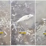 Жители Новосибирской области заметили массовую гибель рыбы на озерах