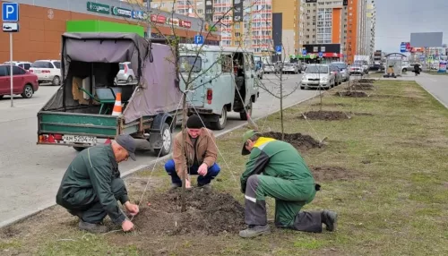 Более 230 деревьев высадят в мае на улицах Барнаула