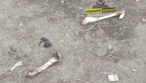 В Барнауле возле кладбища нашли человеческие кости