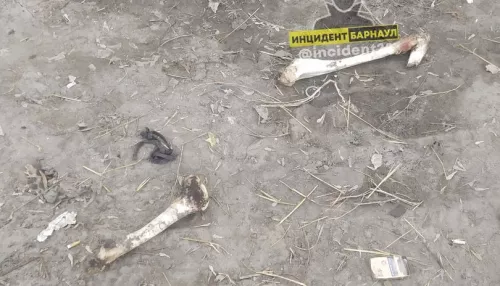 В Барнауле возле кладбища нашли человеческие кости