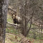 В алтайском заповеднике встретили медведя при проверке сломанной им фотоловушки