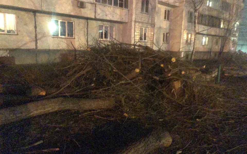Барнаулец пожаловался на вырубку рощи на улице Попова