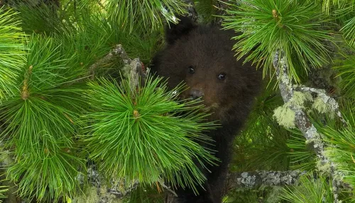 В Горном Алтае возле одной из турбаз появился одинокий медвежонок
