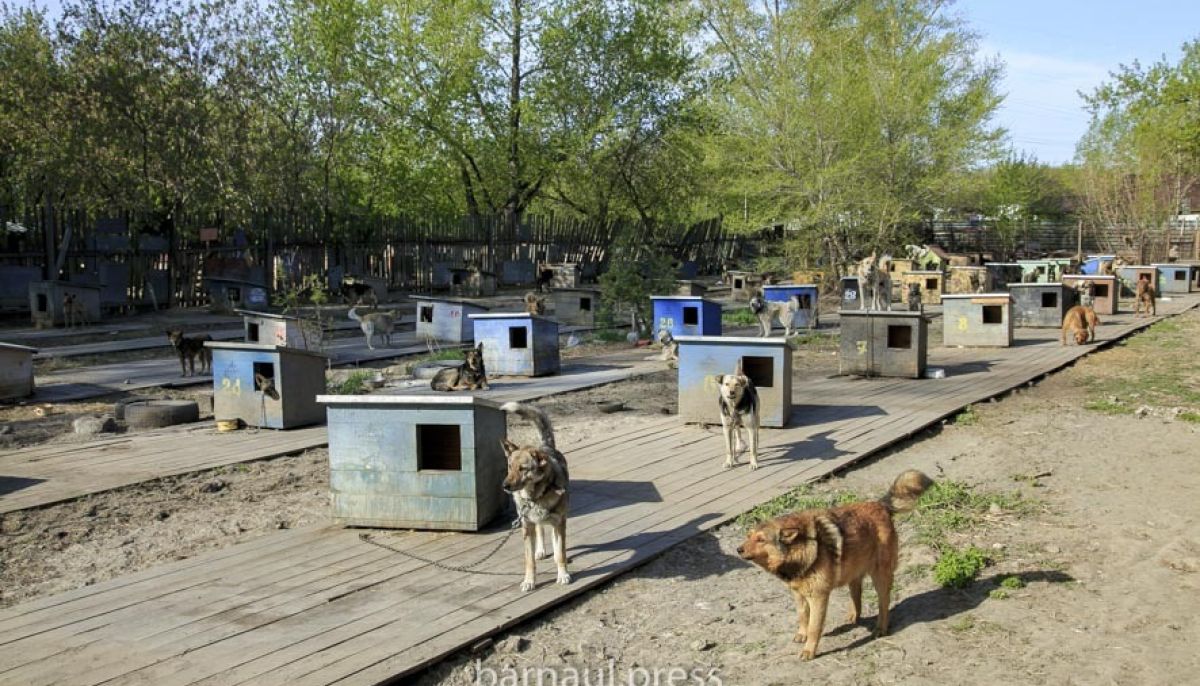 Когда и где барнаульский приют 