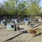 Приют Ласка останется ответственным за отлов бездомных животных в Барнауле