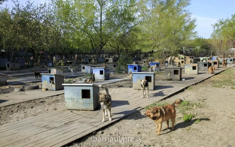 Приют Ласка останется ответственным за отлов бездомных животных в Барнауле