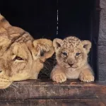 Барнаульский зоопарк отправит львенка Алтая в Самару