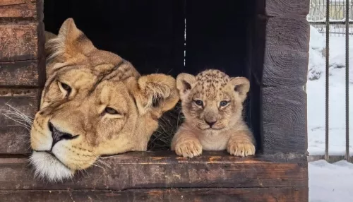 Барнаульский зоопарк отправит львенка Алтая в Самару