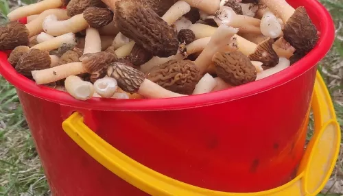 Алтайские грибники хвастаются уловом сморчков в мае