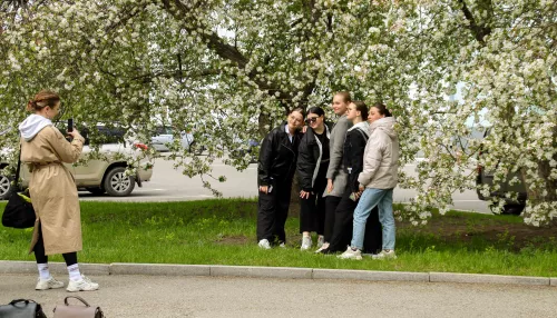 Благоухающее майское чудо: как яблони в цвету украсили весенний Барнаул. Фото
