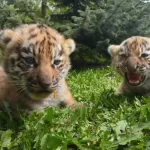В барнаульском зоопарке Лесная сказка показали умилительных тигрят