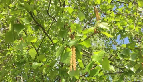 Народные приметы на каждый день: во что верили 10 мая