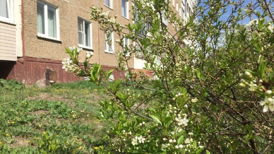 Барнаул. Весна.