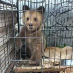В Алтайском крае спасли травмированного медвежонка-сироту