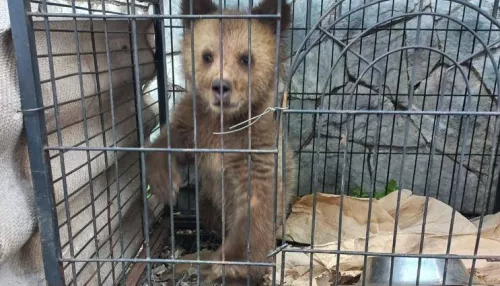 В Алтайском крае охотинспекторы спасли раненого медвежонка