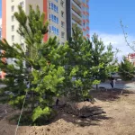 Новую дорогу на улице 65 лет Победы в Барнауле озеленят разными видами деревьев