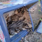 В пригороде Барнаула в лесу нашли холодильник с протухшей рыбой