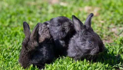 В барнаульском зоопарке впервые родились кролики-великаны