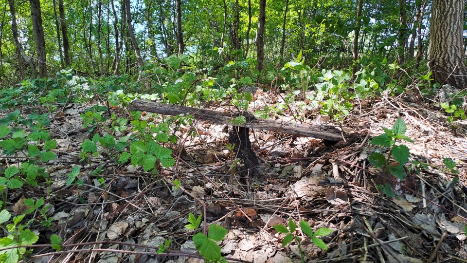 Участок леса рядом с селом Бураново Калманского района, где, предположительно, находили тела жертв серийного убийцы