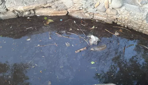 Барнаульцы жалуются на грязный пруд с мертвыми птицами на городской аллее