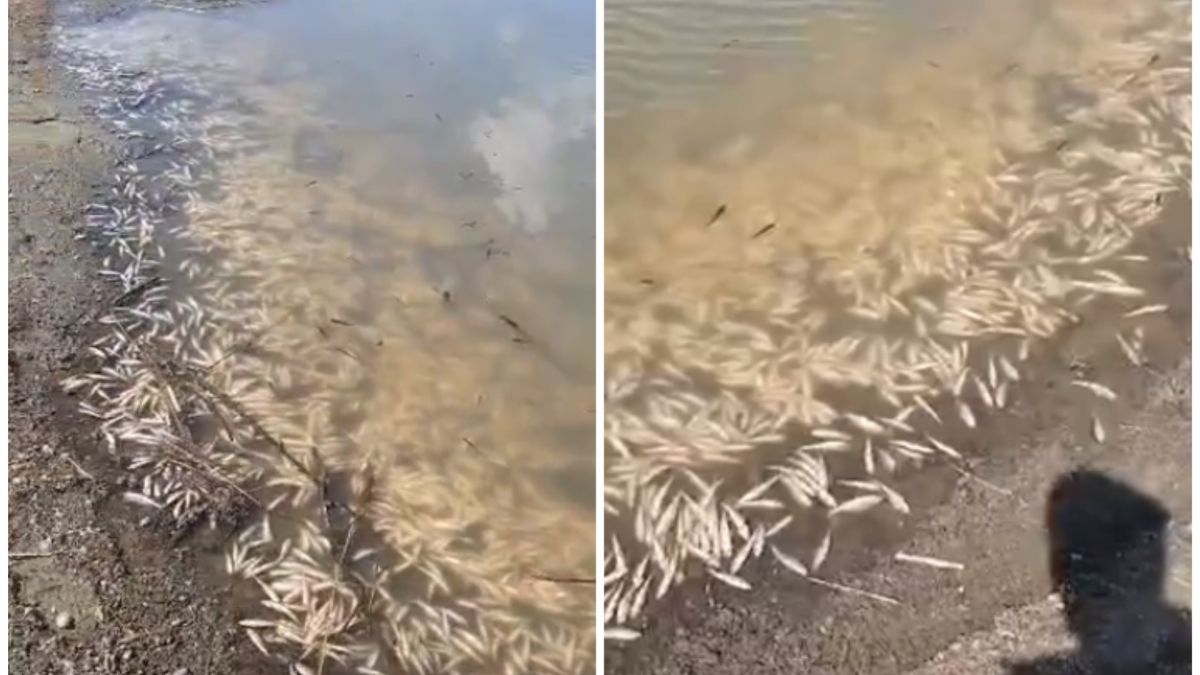 Мертвая рыба на берегу Бердского залива