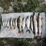 В Бийском районе неудачливого рыбака поймали на браконьерстве