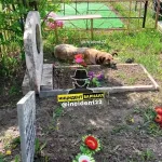 В Барнауле одинокую собаку заметили около могилы на Михайловском кладбище