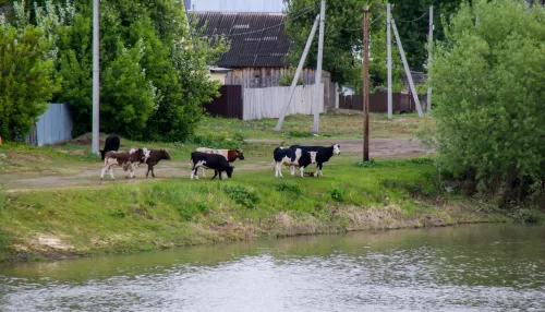 Уровень воды в Оби у Барнаула за сутки вырос на 5 см