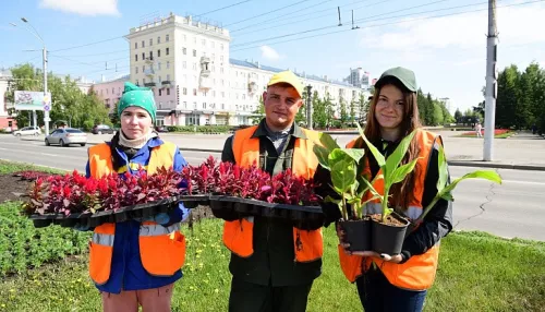 Более 150 тысяч цветов украсили Барнаул к летнему сезону