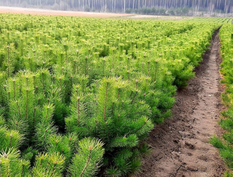 Лесной питомник