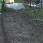 Черная чупакабра разоряет подворья в бийском поселке