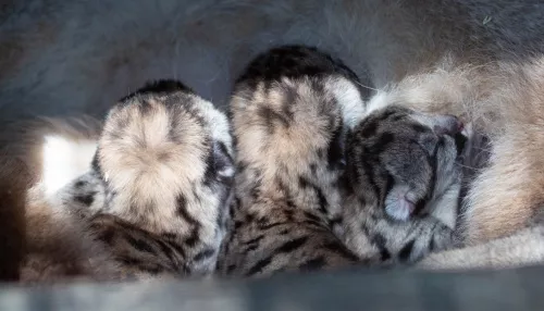 В барнаульском зоопарке у пум Кнопы и Рони появились котята