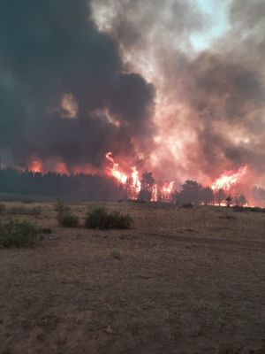 В прошлом году пожарная служба холдинга потушила 332 лесных пожара
