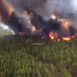Дикие звери погибли из-за лесного пожара в Егорьевском районе