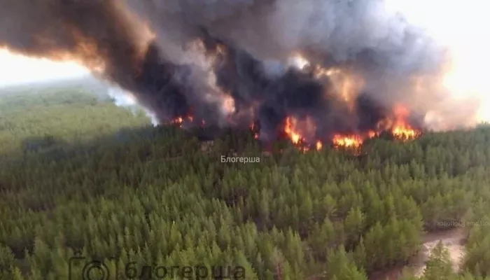 Крупный лесной пожар площадью 100 га произошел в Алтайском крае