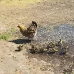 В барнаульском зоопарке курица Лерка усыновила выводок утят
