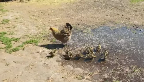 В барнаульском зоопарке курица Лерка усыновила выводок утят