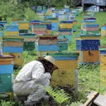 В Алтайском крае пчеловодов будут предупреждать о химобработке полей