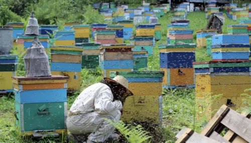 Алтайские фермеры нарушают правила информирования пчеловодов об обработке полей