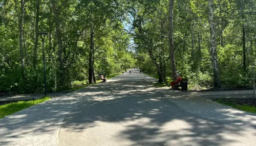 В Барнауле общественники бьют тревогу из-за вырубки деревьев в парке Юбилейный