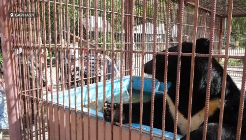 В Барнаульском зоопарке рассказали, как спасают животных от летнего зноя