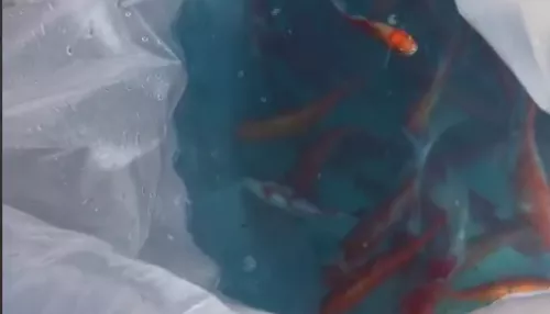 200 рыбок запустили в пруд в барнаульском парке Изумрудном