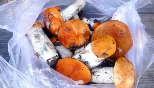 Алтайские грибники хвастаются урожаем подосиновиков и подберезовиков