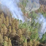 Виктор Томенко высказался о лесных пожарах в Алтайском крае